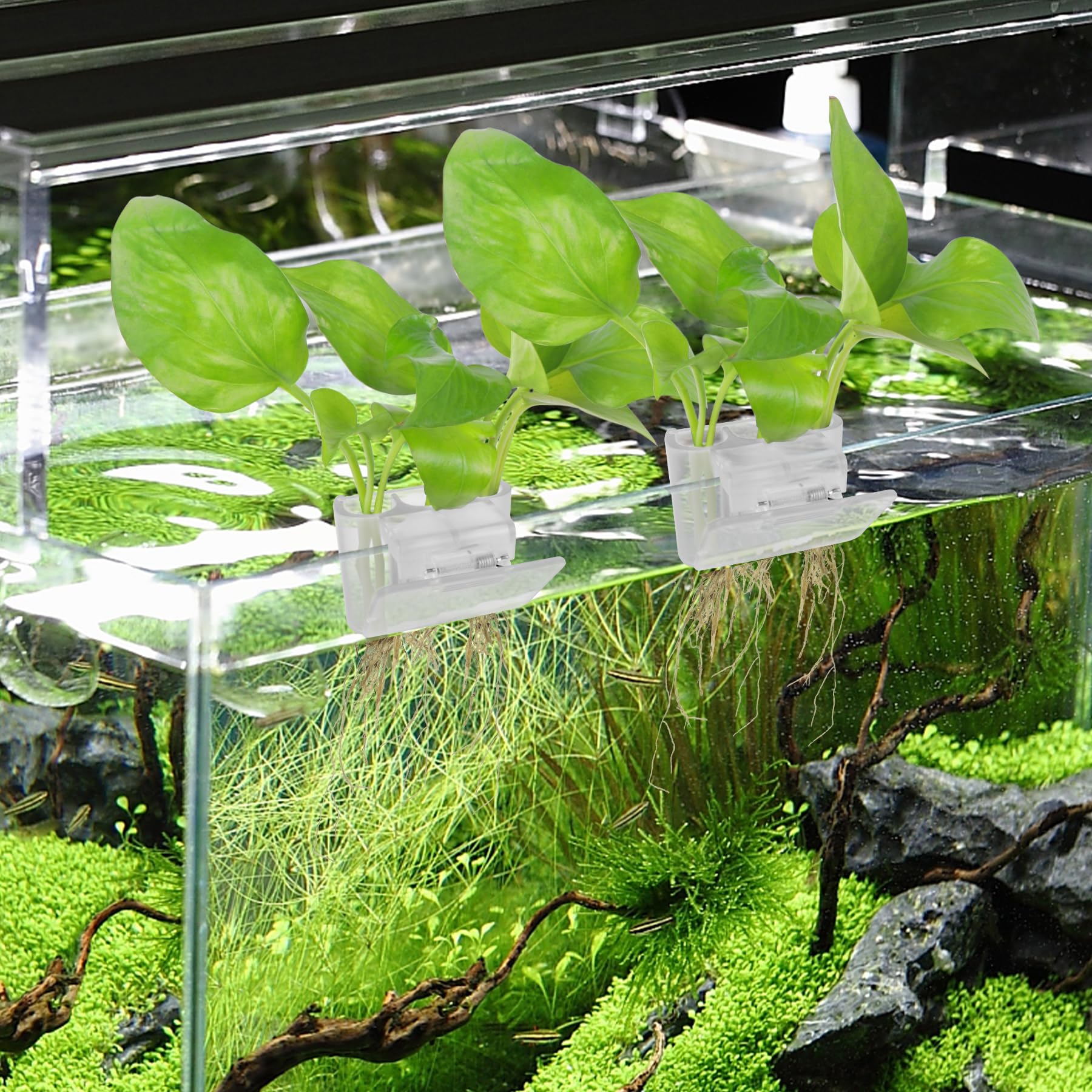 Roetelo uso decorativo que embellece el acuario y sirve como regalo