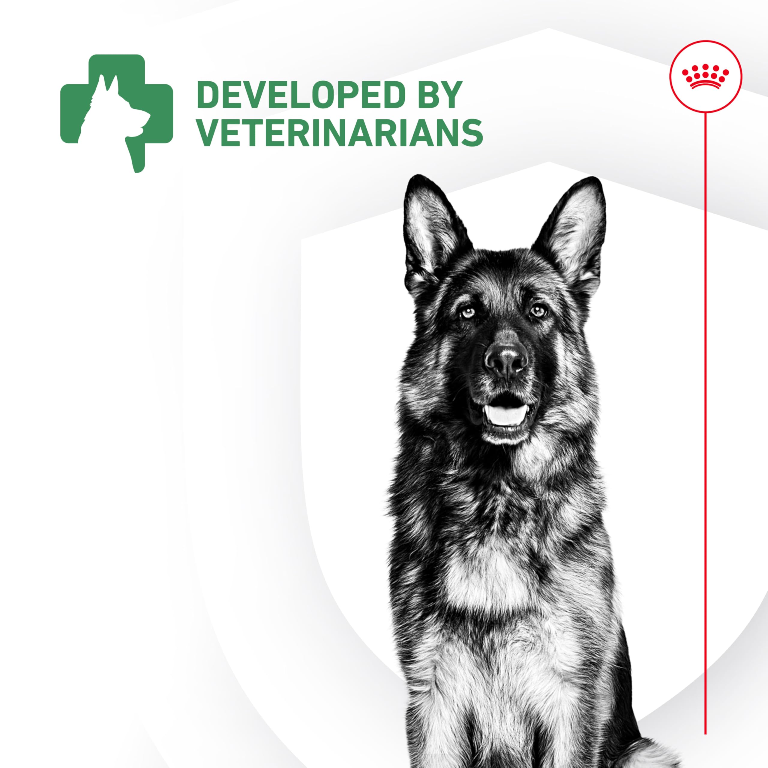 Royal Canin Probióticos: enfoque en bienestar general e inmunidad intestinal.