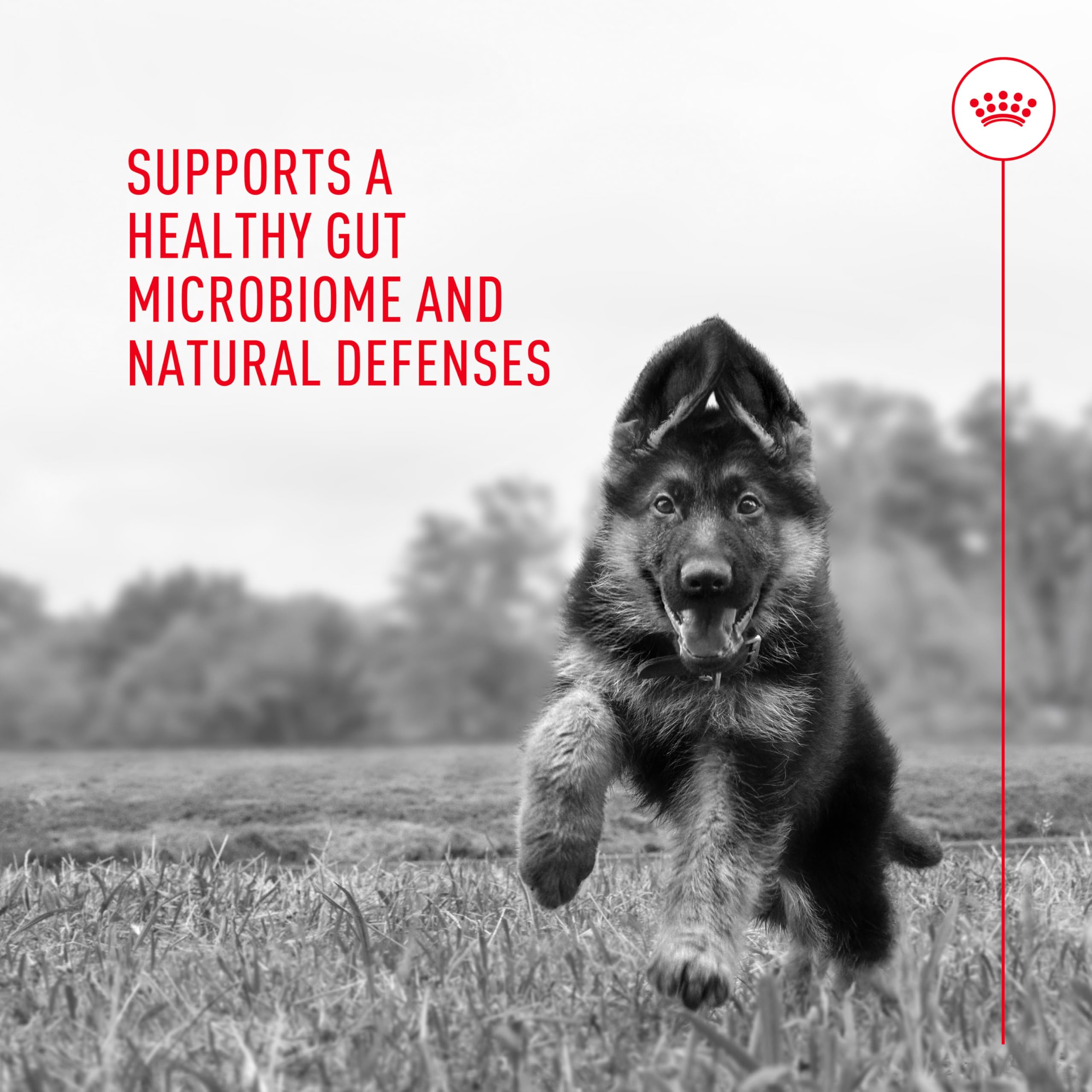 Royal Canin Probióticos: sabor amigable para perros de todas las edades.