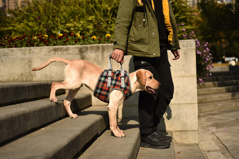 ROZKITCH diseño ergonómico perro: comodidad durante movilidad asistida.