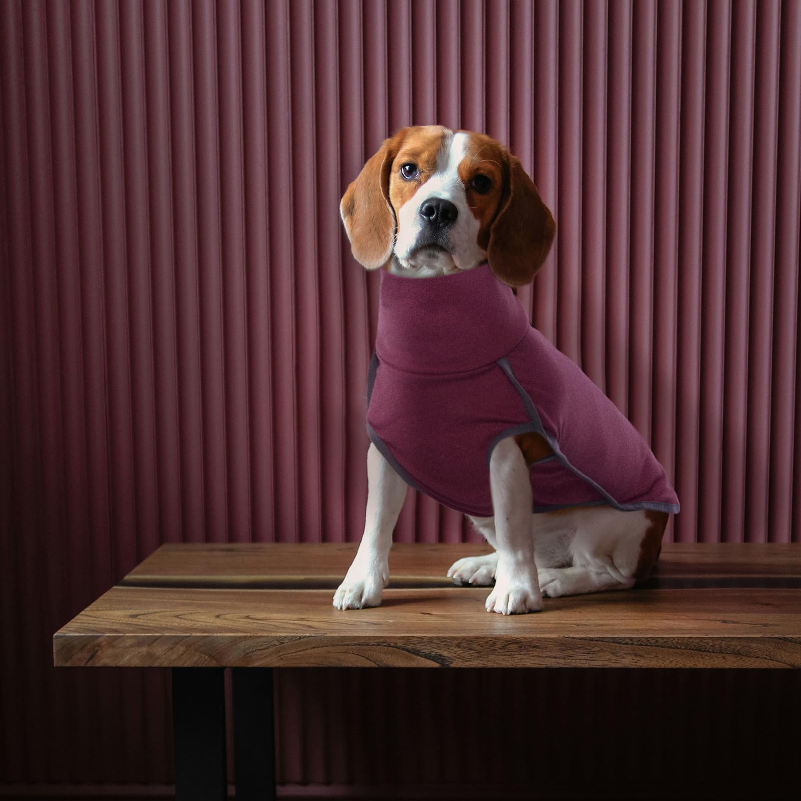 rozkitch ropa canina, uso diario y actividades: paseo, juego y viaje
