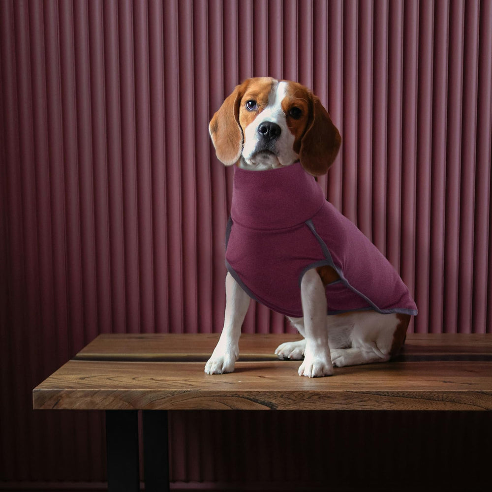 rozkitch ropa canina, uso diario y actividades: paseo, juego y viaje
