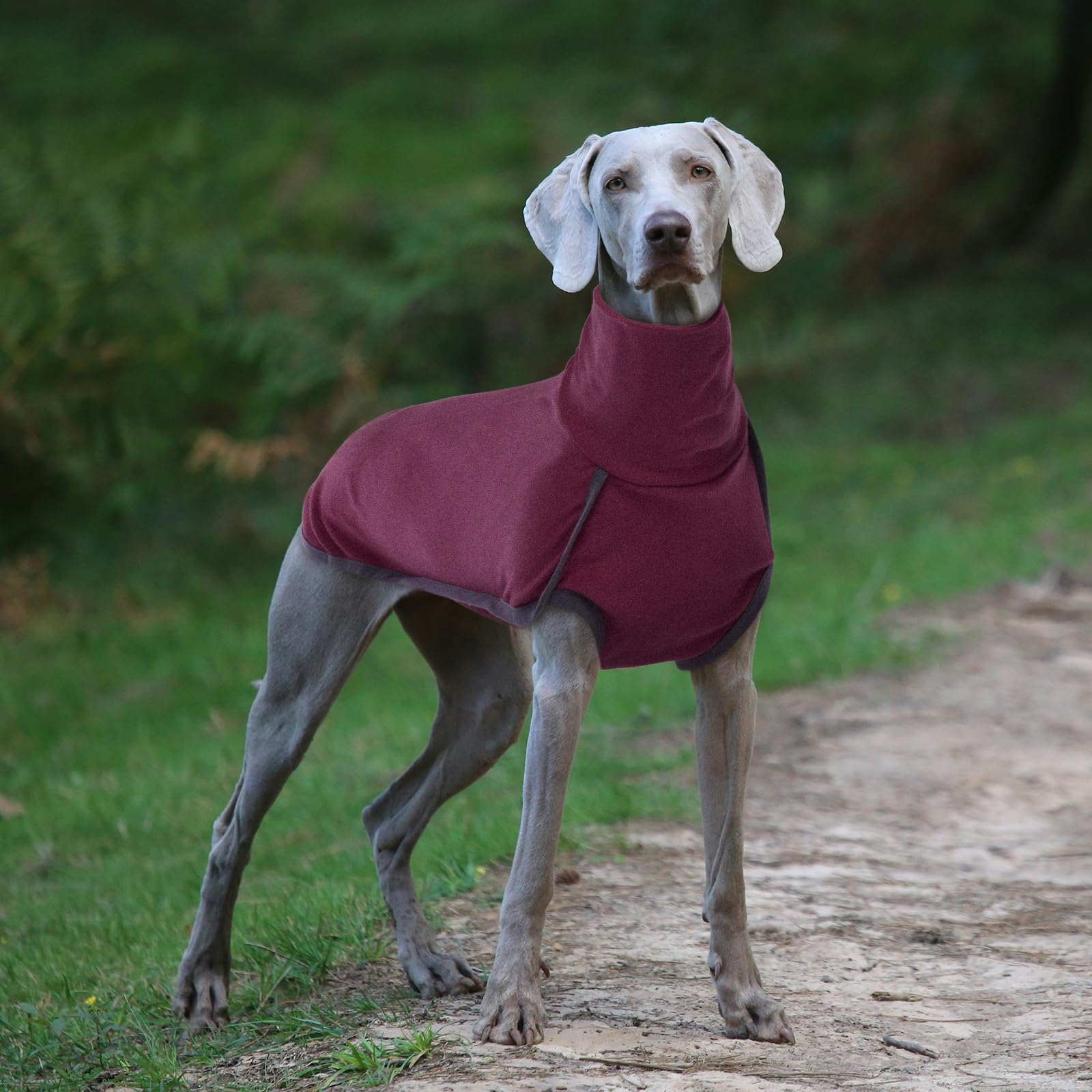 ROZKITCH talla 2XS-3XL, solución para perros pequeños a grandes.