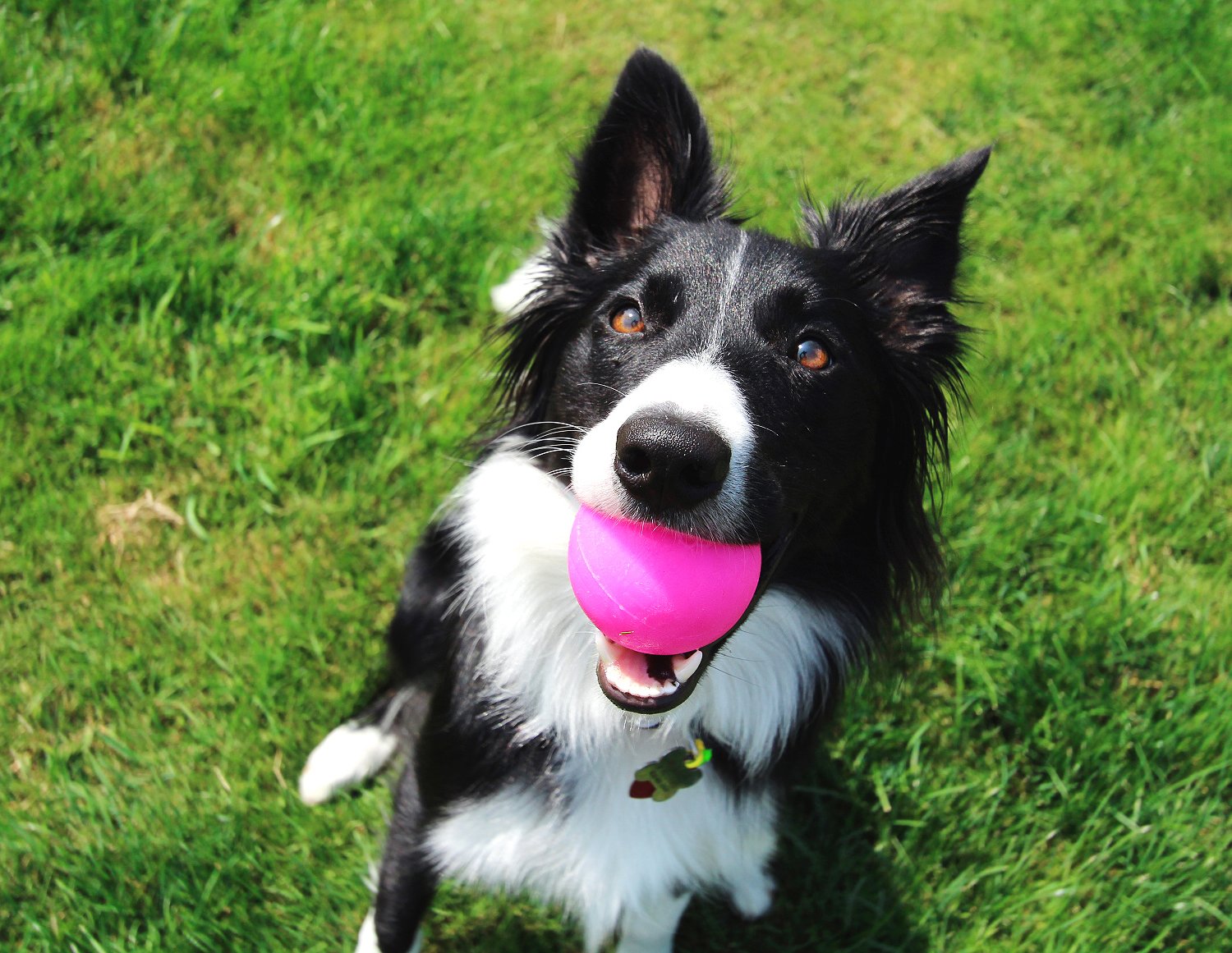 Ruff Dawg Ball XL en verde neón, perfecto para localizarla durante juegos.