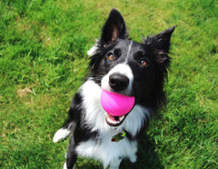 Ruff Dawg Ball XL en verde neón, perfecto para localizarla durante juegos.