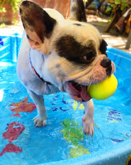 Ruff Dawg bola-goma-sólida para perros pequeños, colores neón brillantes para observar durante el juego