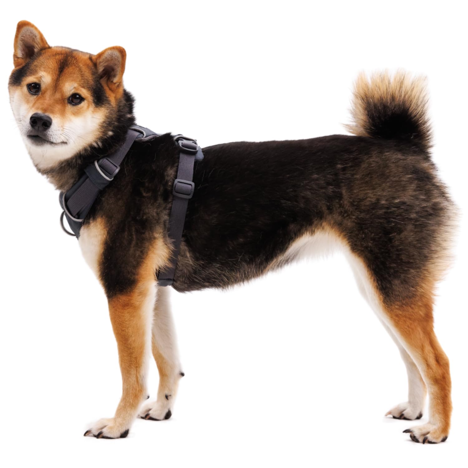 Ruffwear Front Range arnés con lazo para luz Beacon para mayor visibilidad