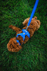 Ruffwear Front Range Collar con anilla de aluminio para sujeción segura.