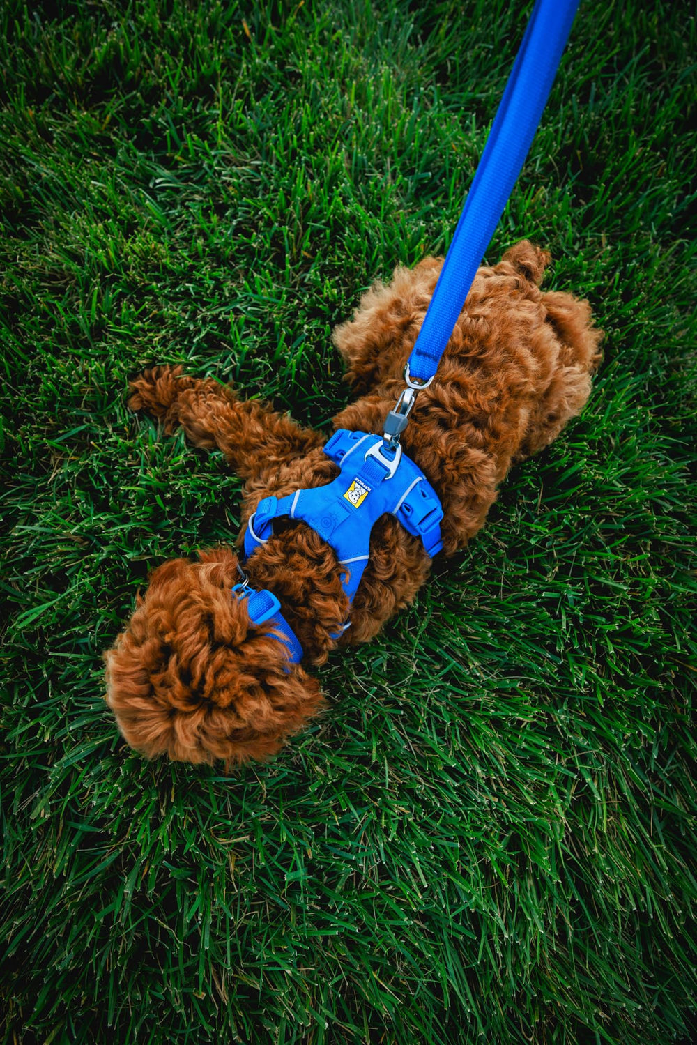 Ruffwear Front Range Collar silenciador de etiquetas para paseos tranquilos.