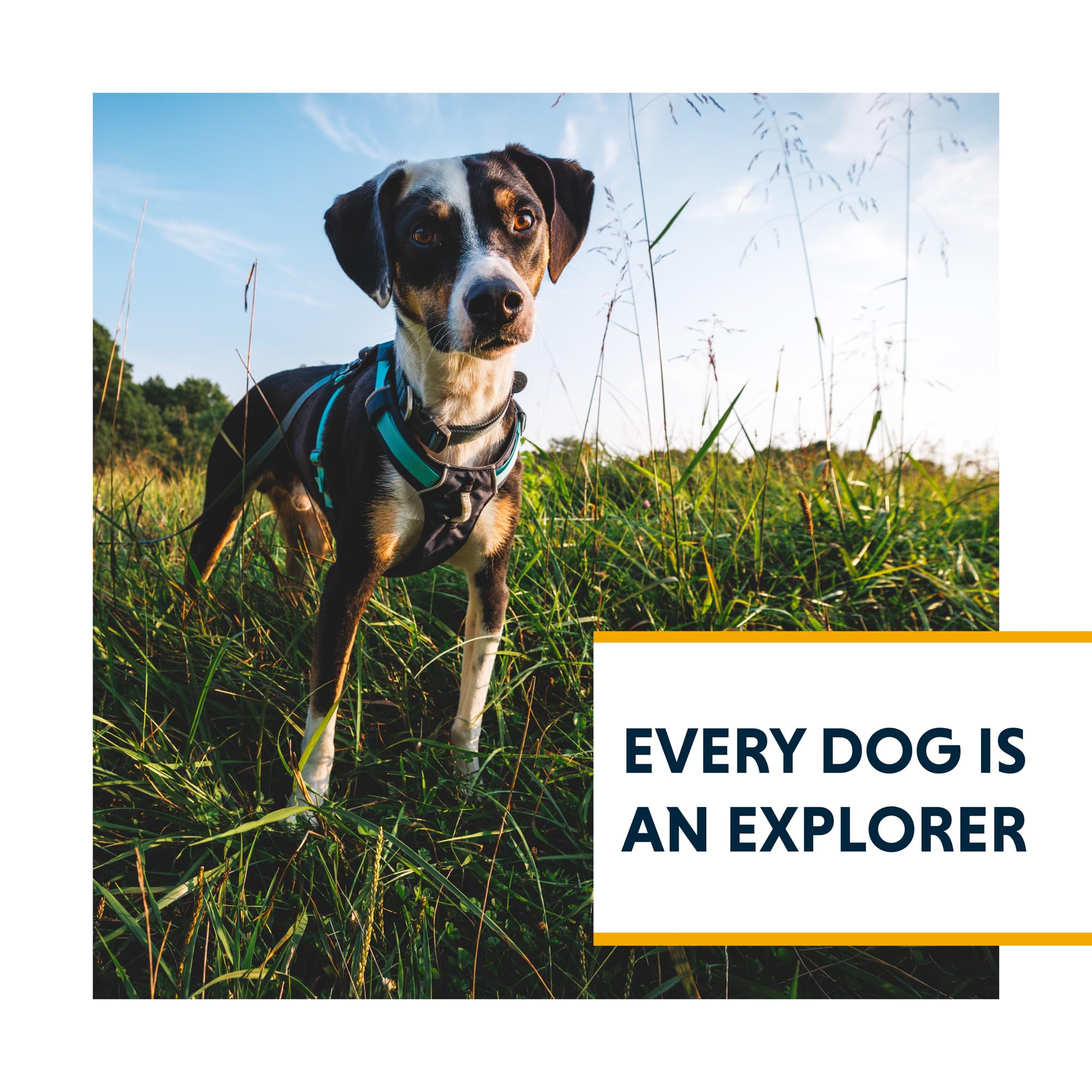 Ruffwear Hi & Light: compañero para uso diario y aventuras ligeras.