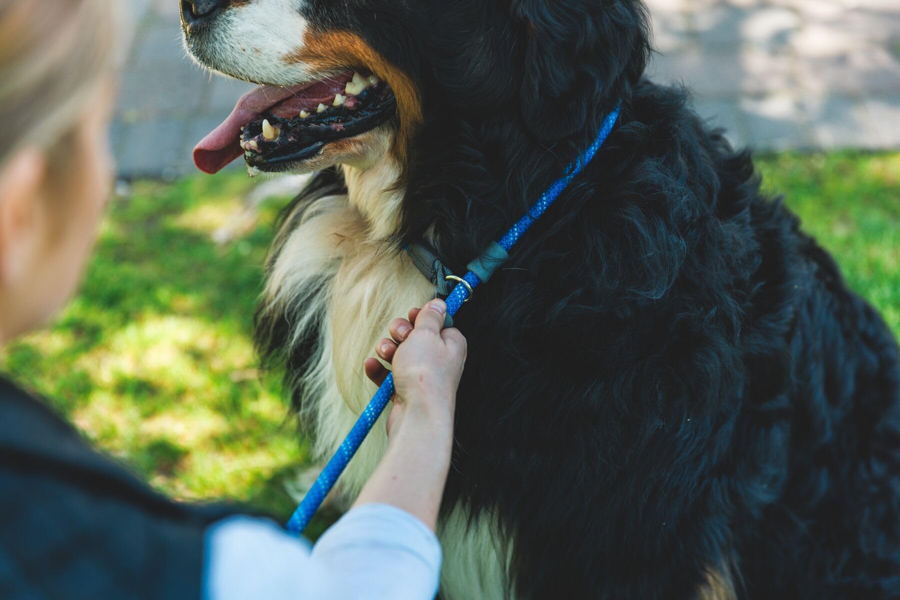 Ruffwear Just-a-Cinch: diseño sin collar para control seguro en paseos.