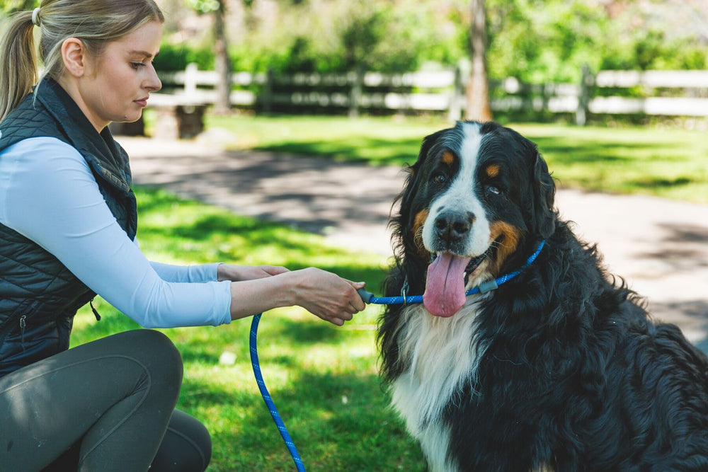 Ruffwear Just-a-Cinch: ideal para paseos diarios en ciudad o senderos.