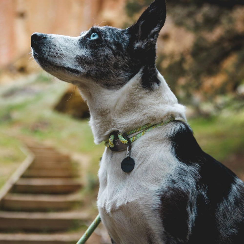 Ruffwear Knot-a-Collar incluye silenciador de silicona para reducir ruidos