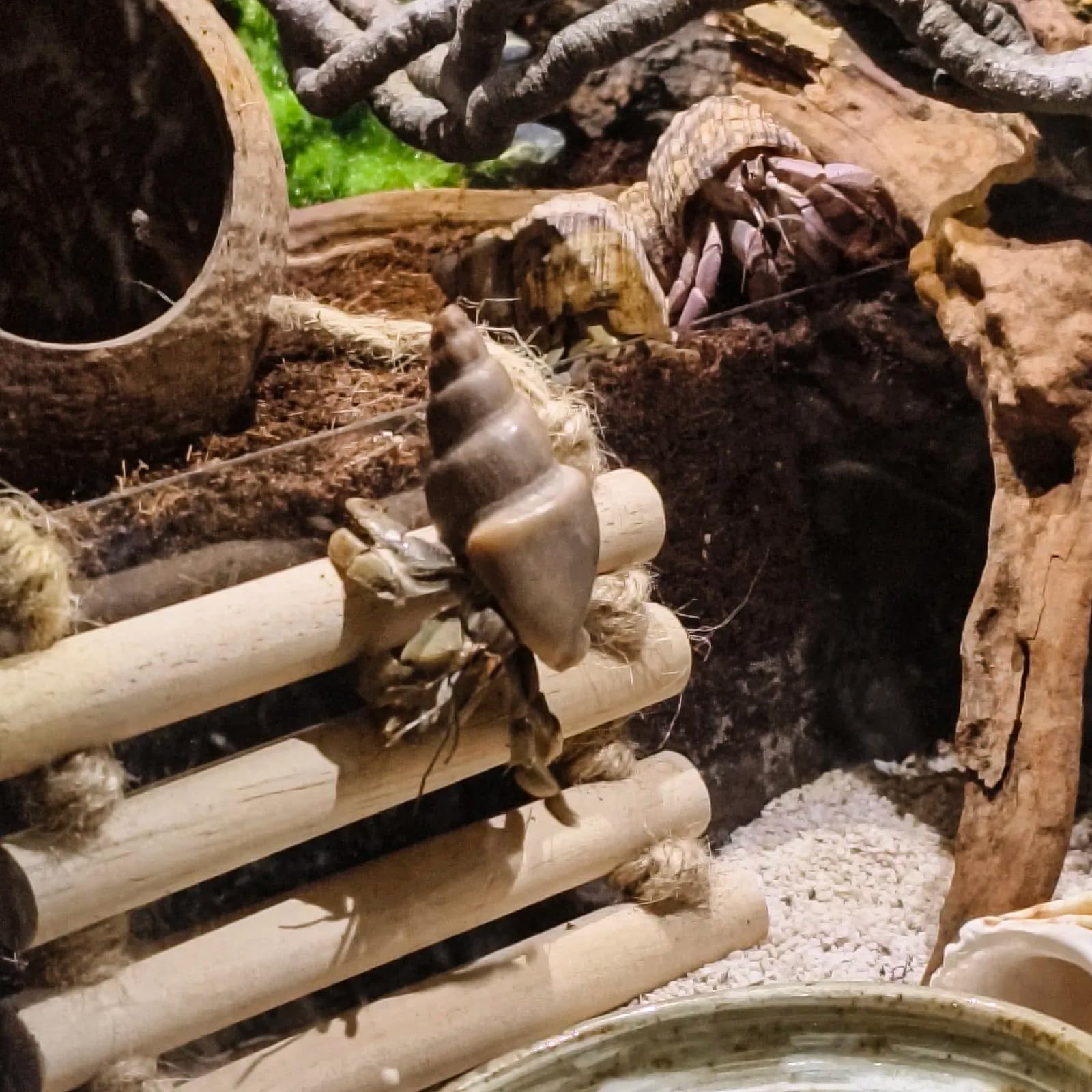 RUNANIA campana-juguete, añade sonido y juego para reptiles.