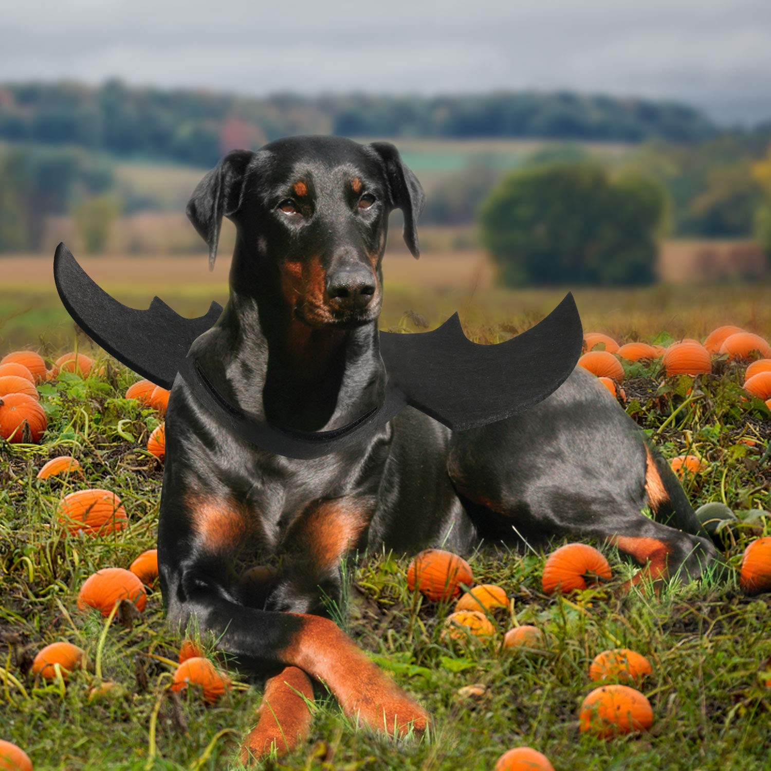 Rypet murciélago para mascota, diseño para fiestas y eventos