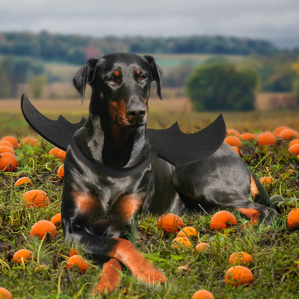 Rypet murciélago para mascota, diseño para fiestas y eventos