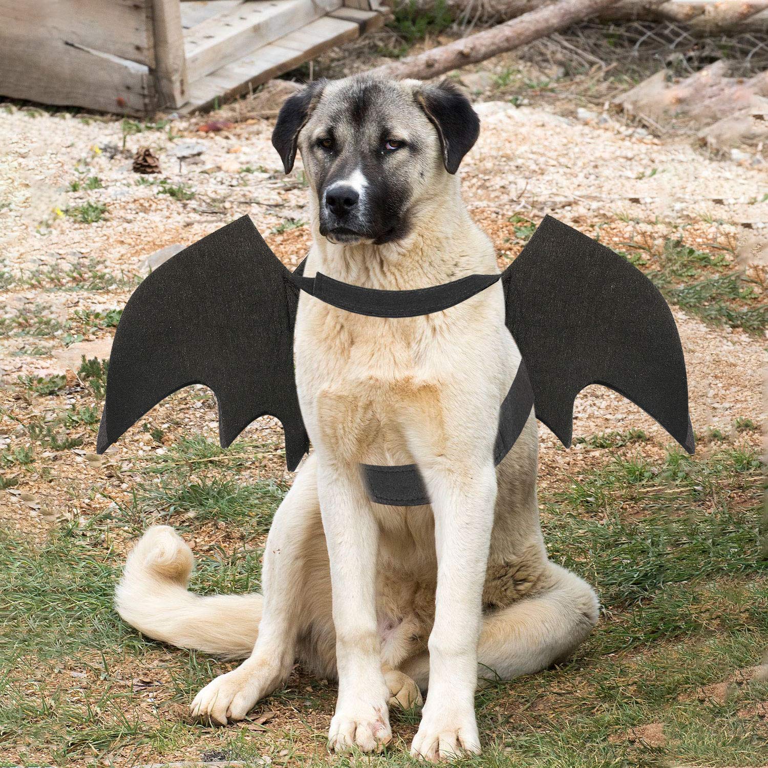 Disfraz de murciélago para Noche de Brujas y sesiones de fotos