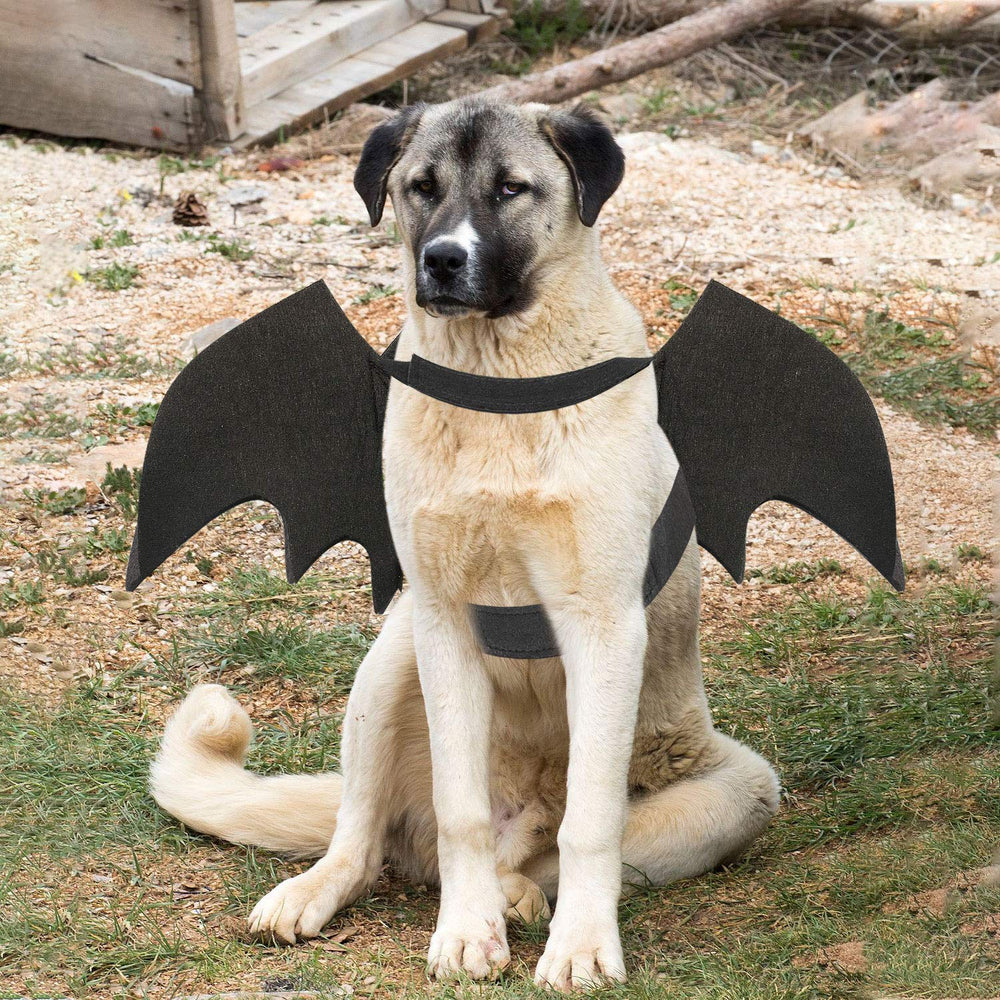 Disfraz de murciélago para Noche de Brujas y sesiones de fotos