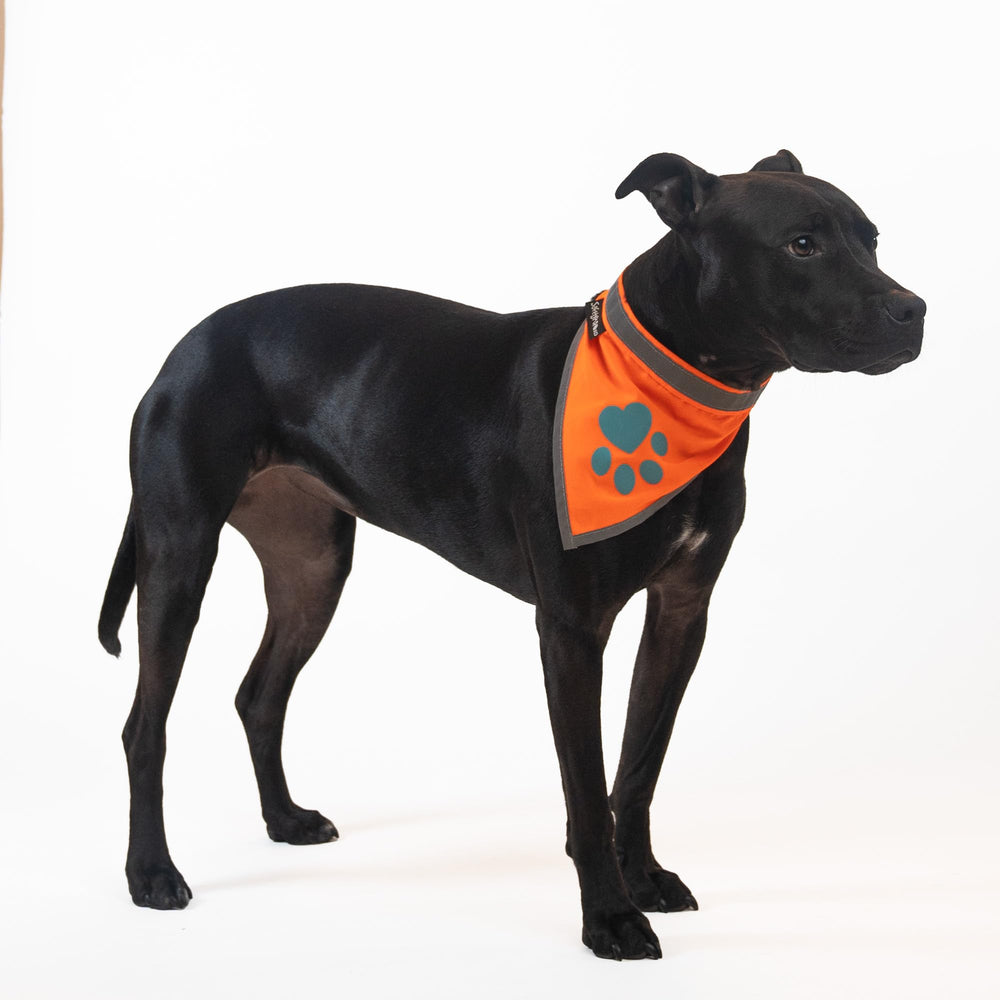 SafetyPUP XD bandana naranja-detalle-costuras, diseño detallado y acabado duradero