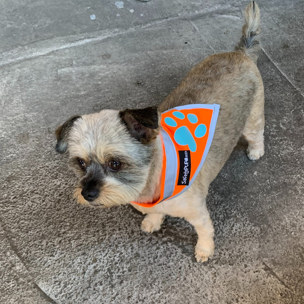 SafetyPUP XD bandana naranja-paseo-dia, ideal para caminatas diurnas con alta visibilidad