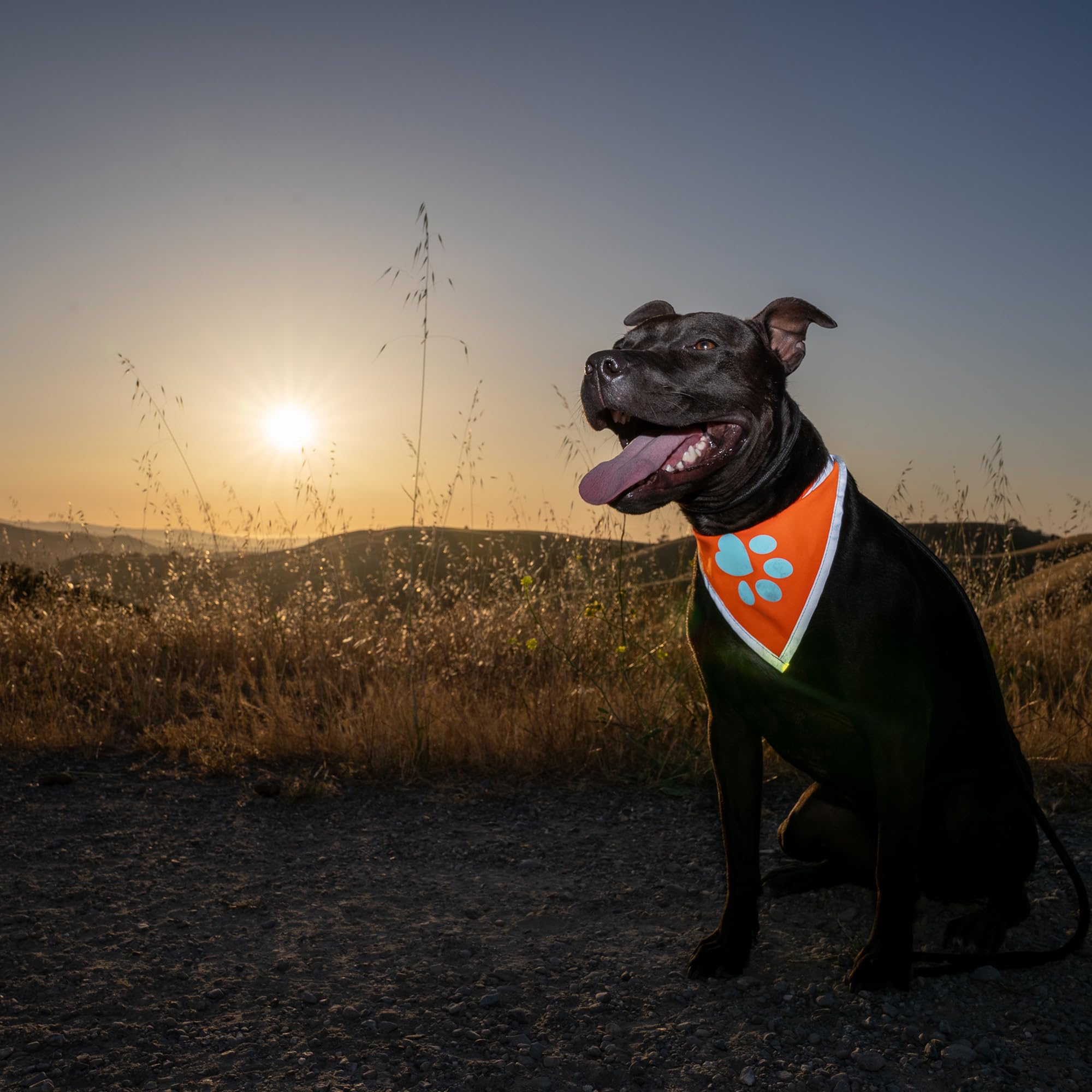 SafetyPUP XD bandana naranja-paseo-noche, ayuda a distinguir a tu perro en entornos oscuros