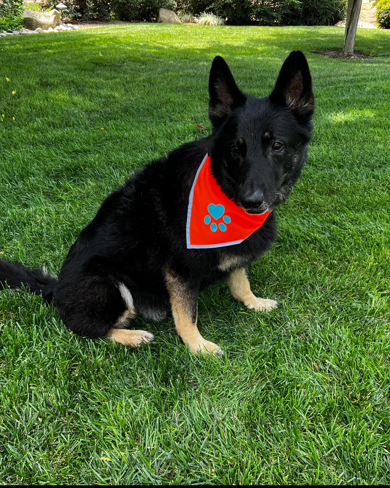 SafetyPUP XD bandana reflectante atrapa la luz de faros para destacar.