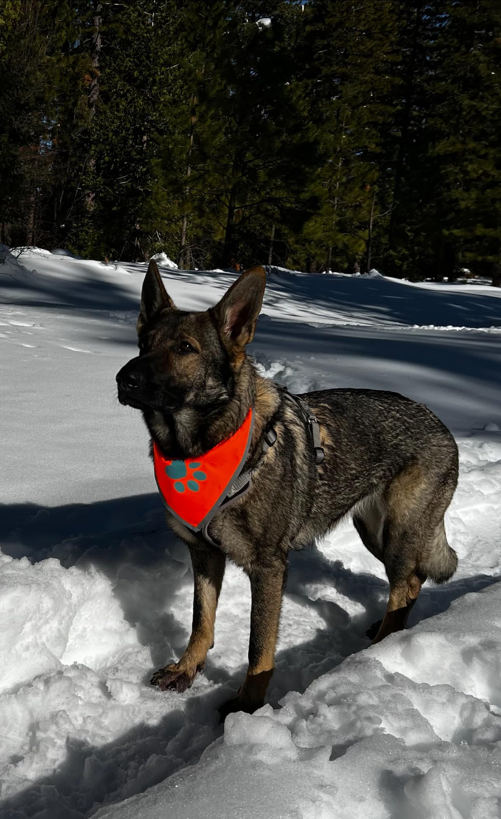 SafetyPUP XD bandana de tamaño mediano para perros activos.