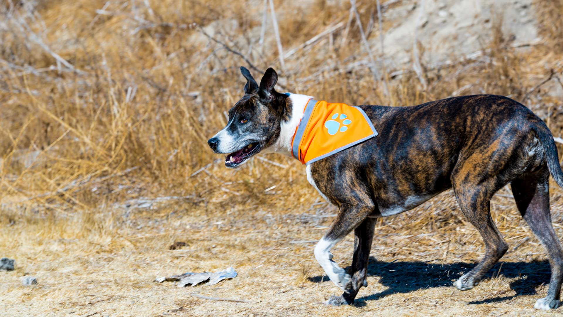 SafetyPUP XD bandana fácil de colocar para uso diario.