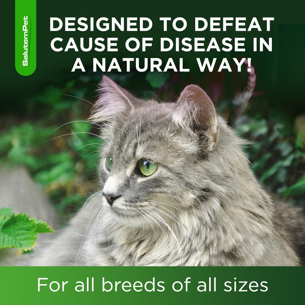 SalutemPet Antibiotico Gatos: uso diario sencillo y natural.