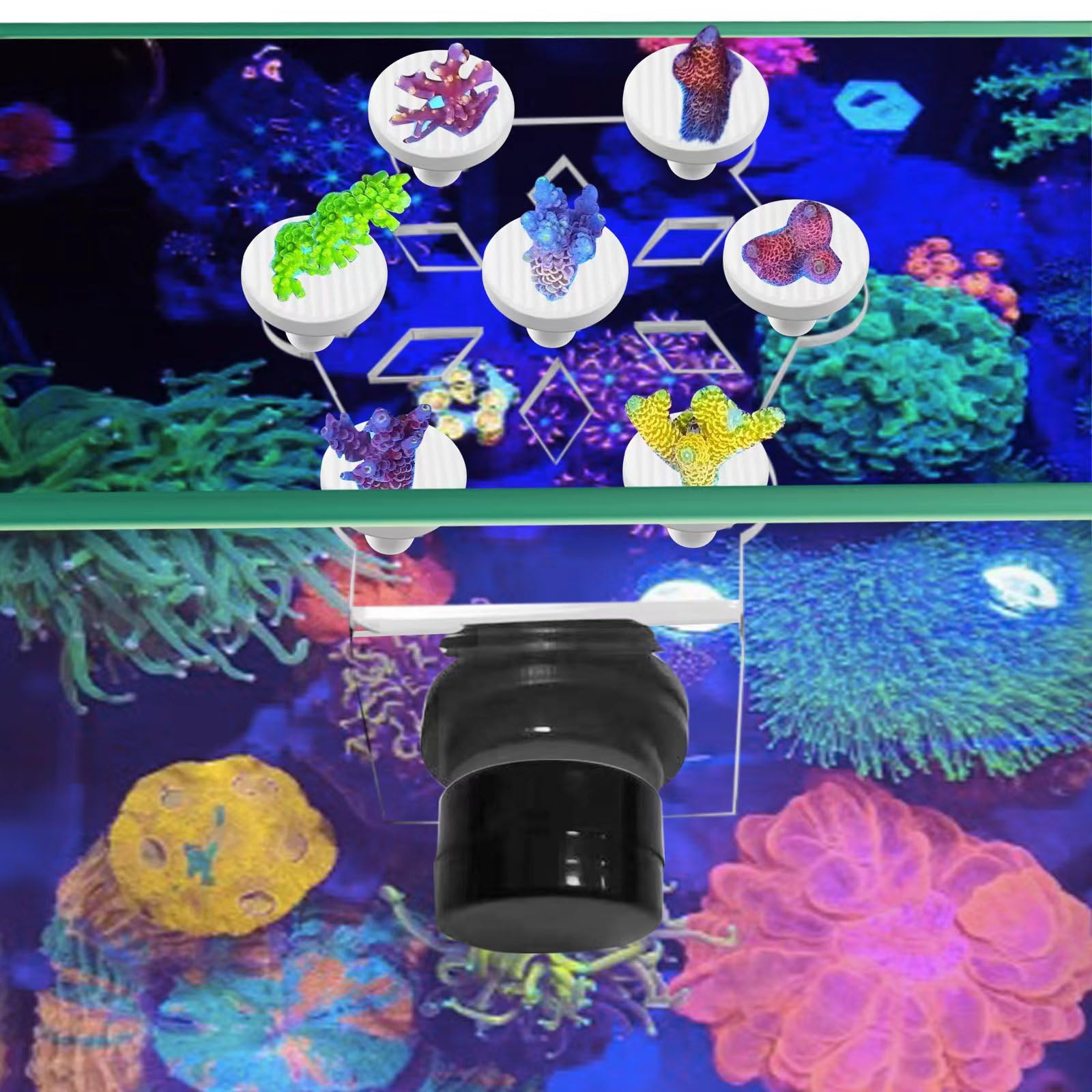 Saricho Portacoral Magnético, material acrílico duradero para uso prolongado en acuario