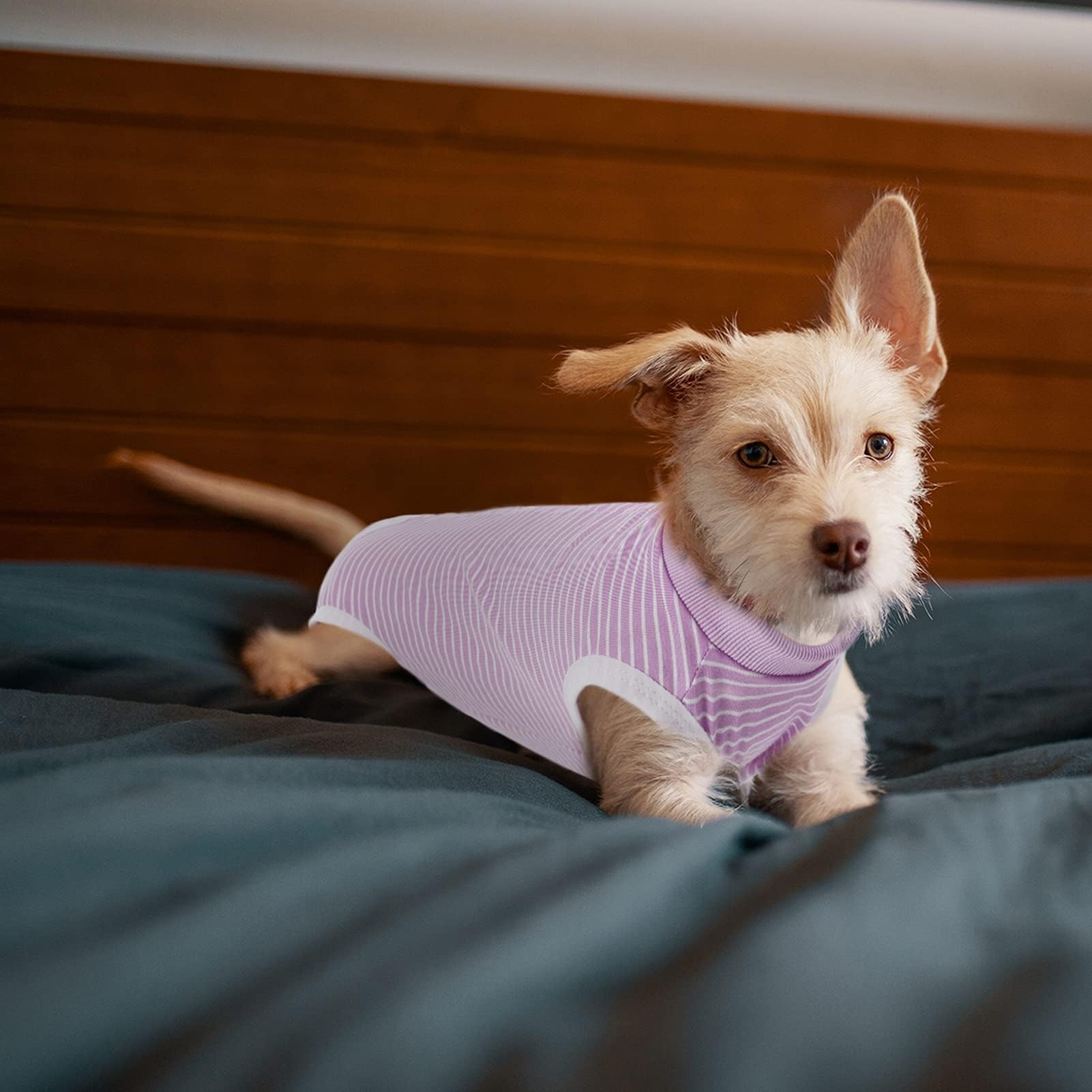 SAWMONG Recovery Suit para perros, ajuste unisex para cualquier tamaño.