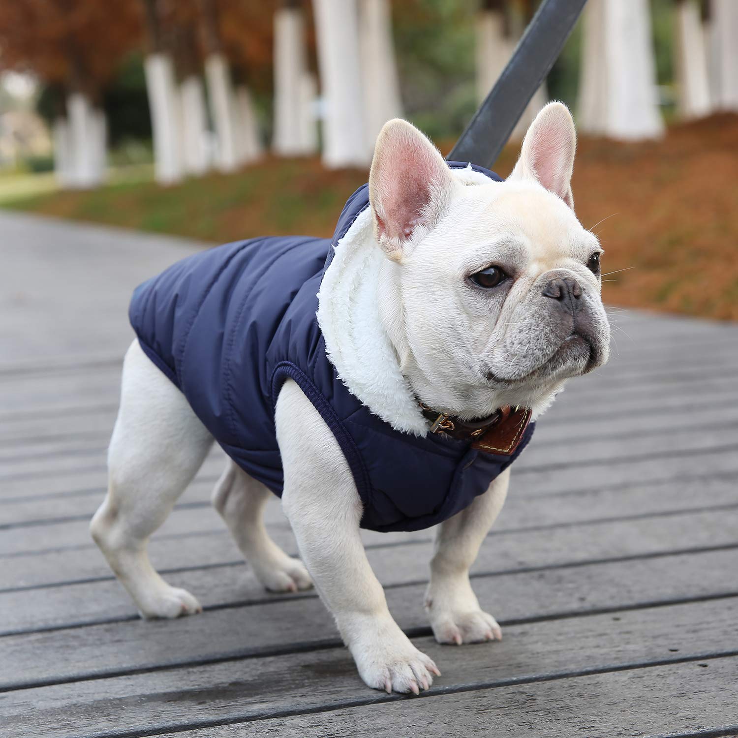 SAWMONG tallas variadas para perros pequeños a grandes