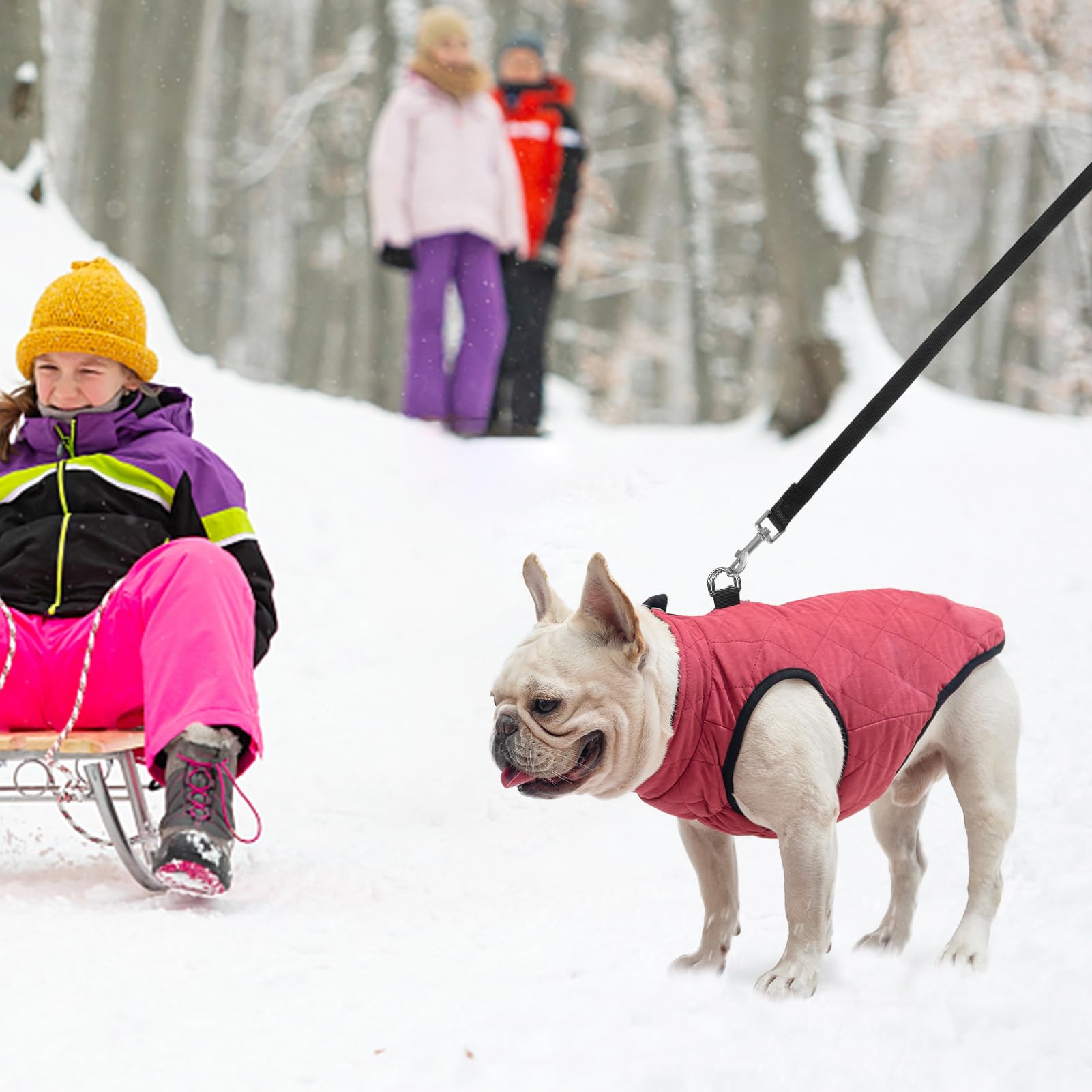 SCENEREAL chaleco perro uso diario invernal para ciudad, protección ligera.