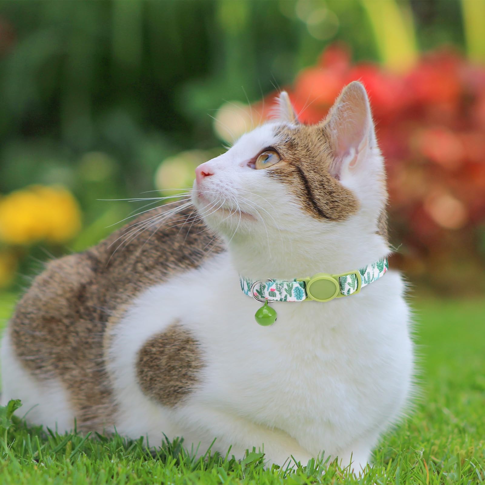 SCENEREAL collar gato uso diario y ocasiones especiales