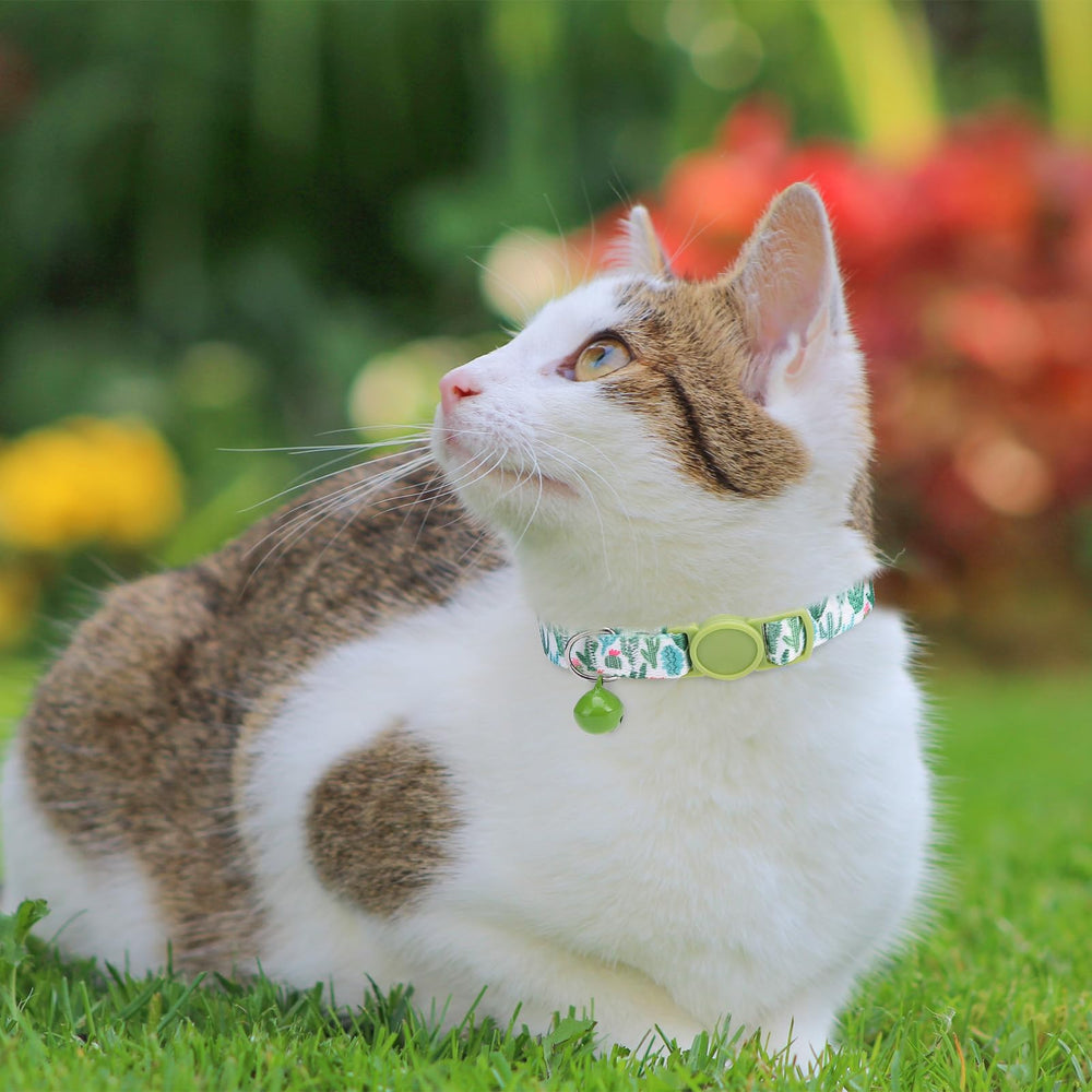 SCENEREAL collar gato uso diario y ocasiones especiales