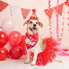 Conjunto de cumpleaños SCENEREAL para perro, ideal para fotos y fiestas.