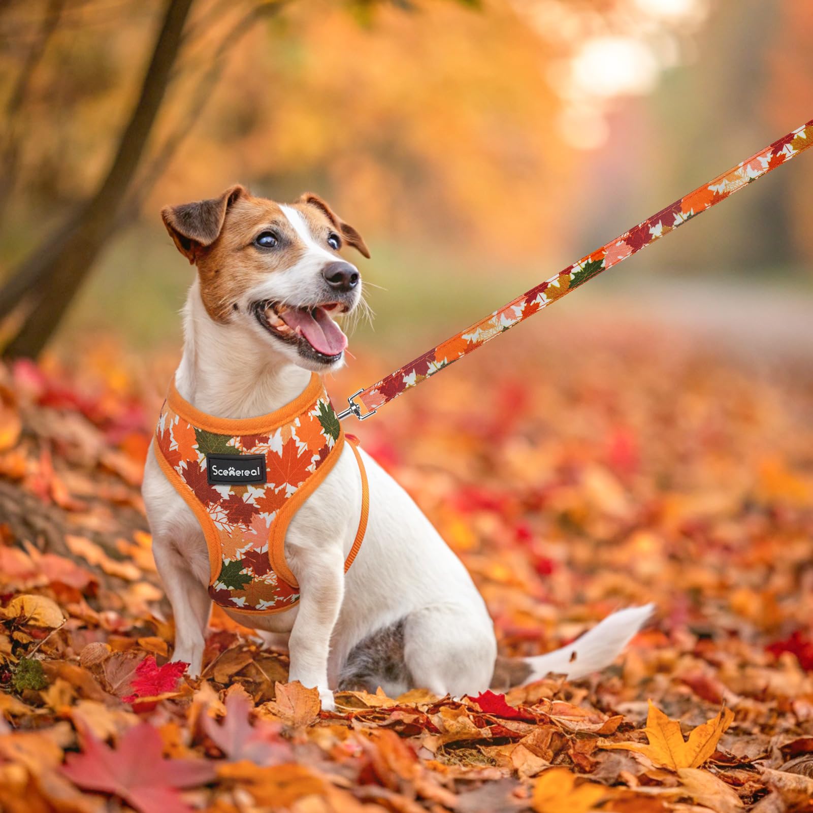 SCENEREAL conjunto tres piezas XS, perfecto para perros pequeños.