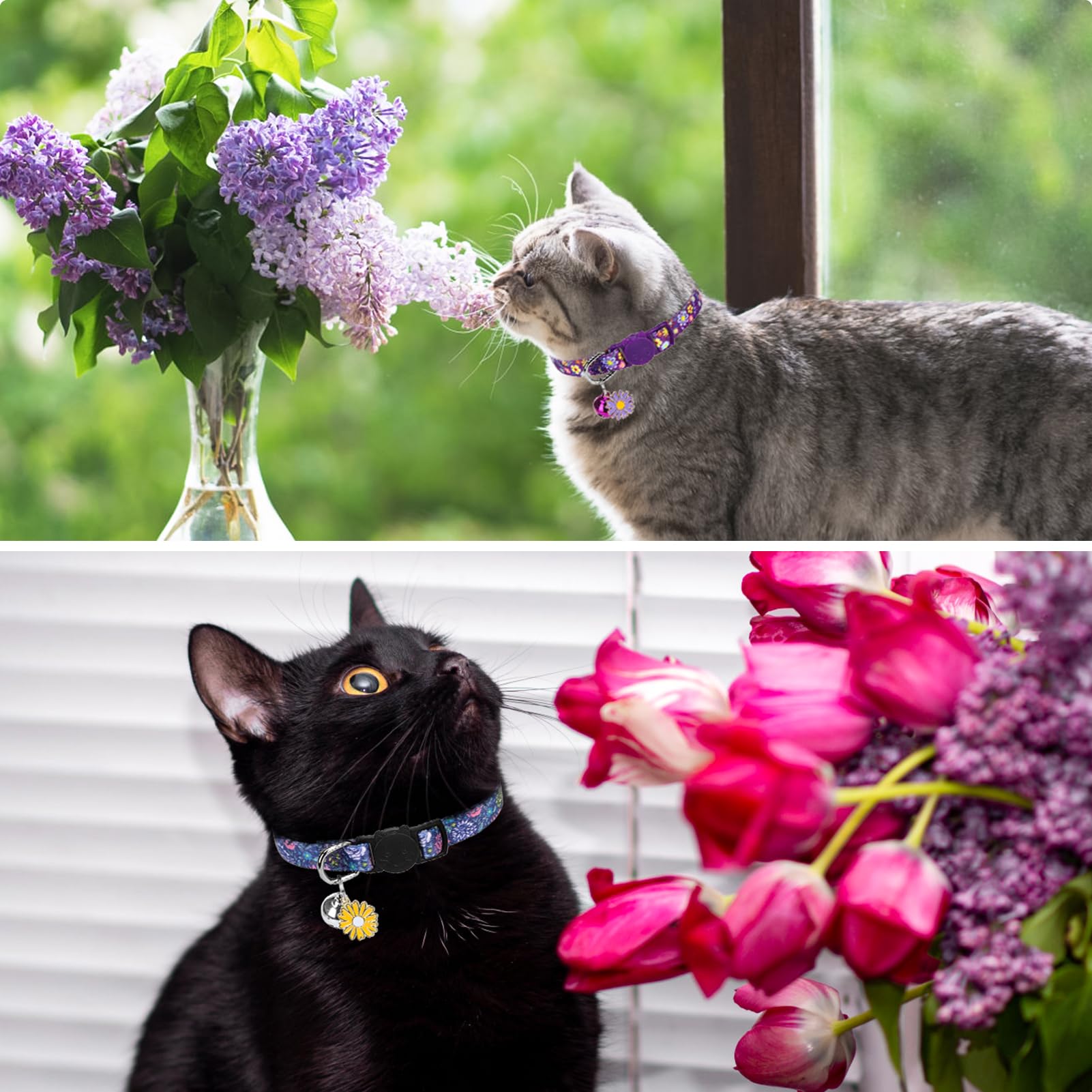 SCENEREAL diseño floral para fiestas y fotos de gatos.
