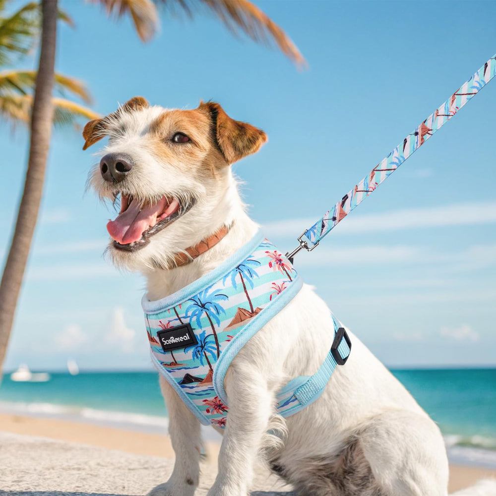 SCENEREAL kit-arneres-correa-perro-pequeno: solución completa para salidas
