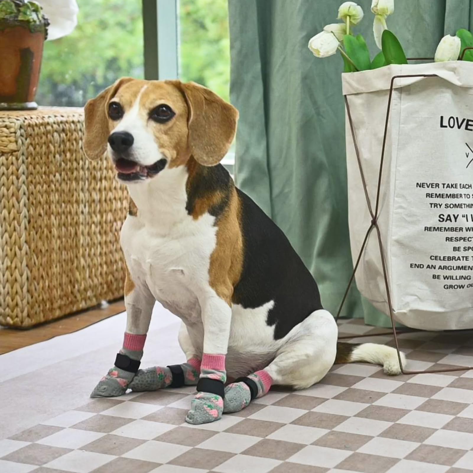 SCENEREAL talla adecuada para perros pequeños, medianos y grandes