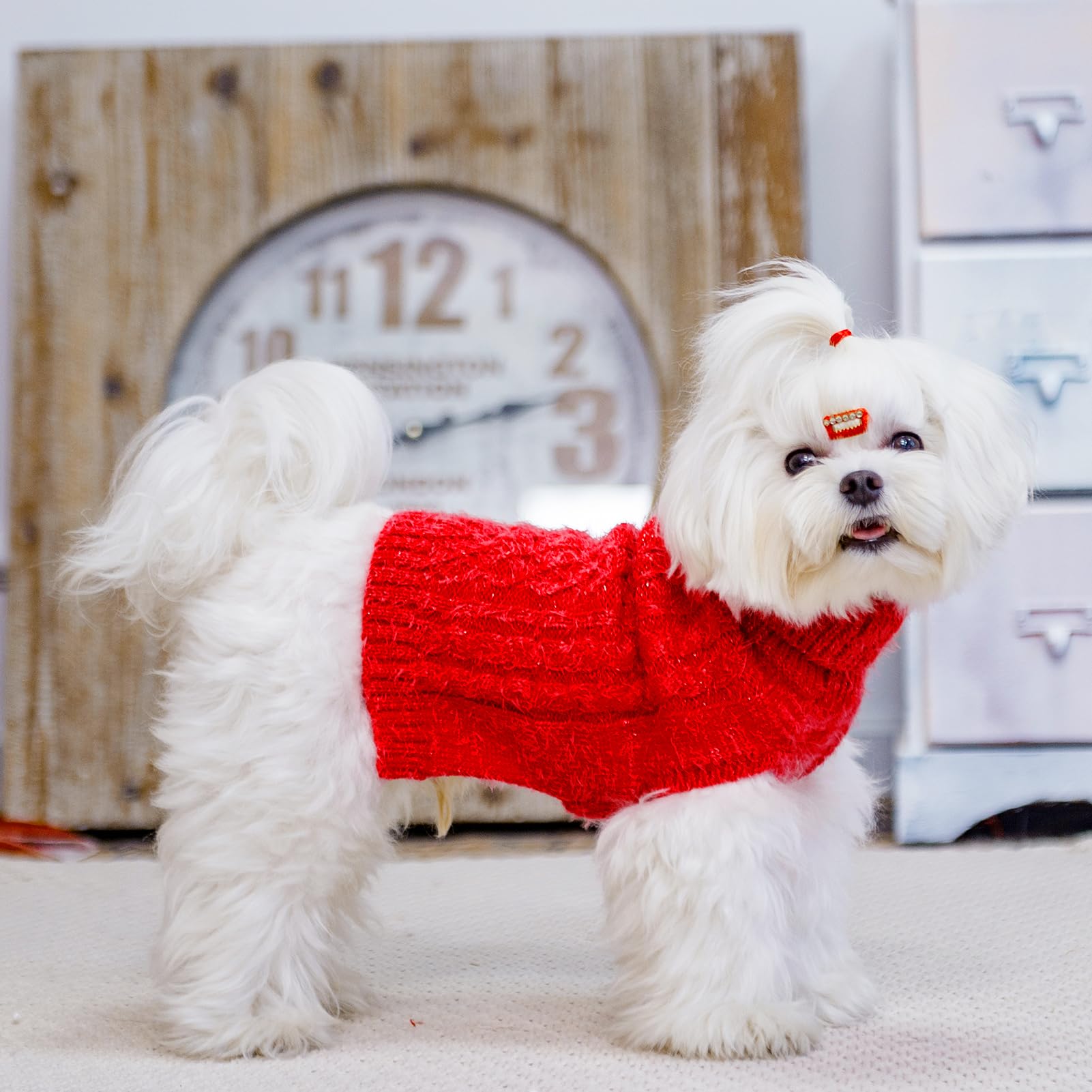 Uso diario en invierno con SCIROKKO para perros pequeños