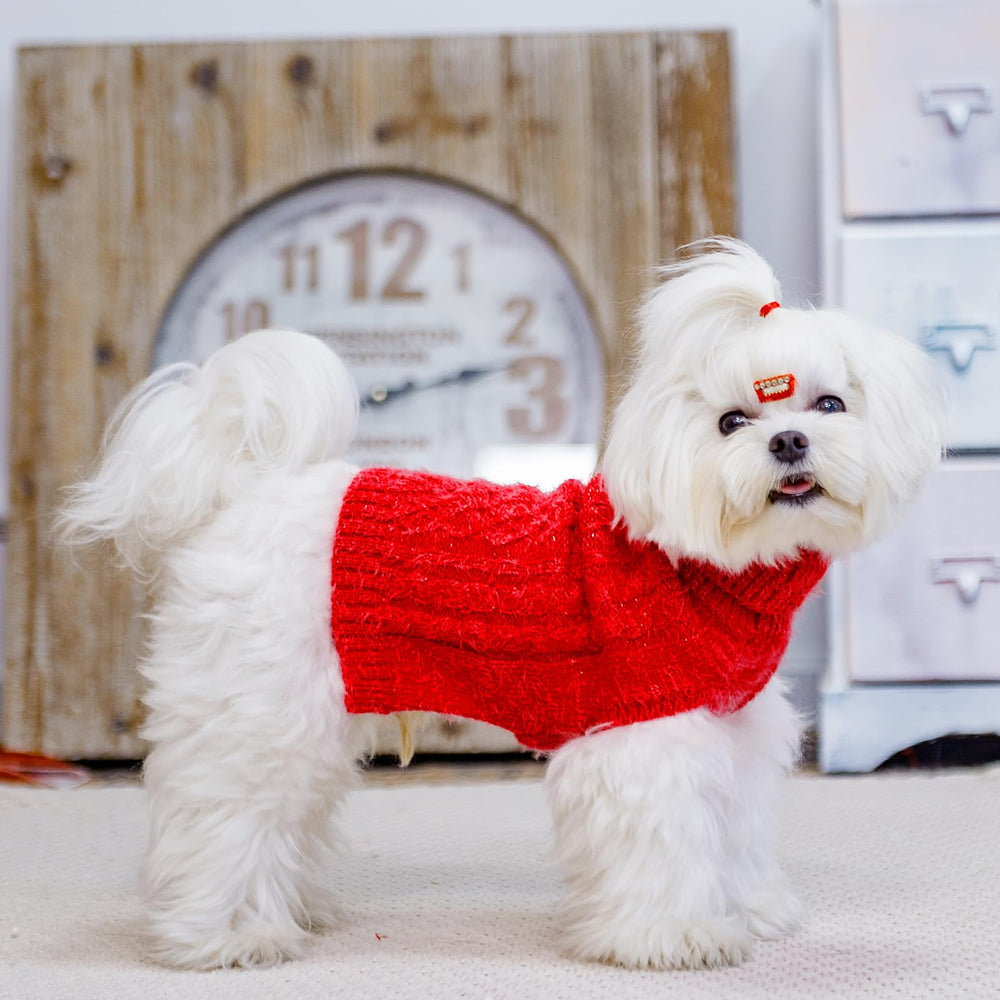 Uso diario en invierno con SCIROKKO para perros pequeños