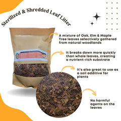 SCOTTY'S BUGS: hojas de olmo-arce-roble proporcionan alimento y refugio para anfibios y caracolas.