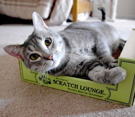 Scratch Lounge Gato Grande XL tamaño 13x22 para gatos grandes.