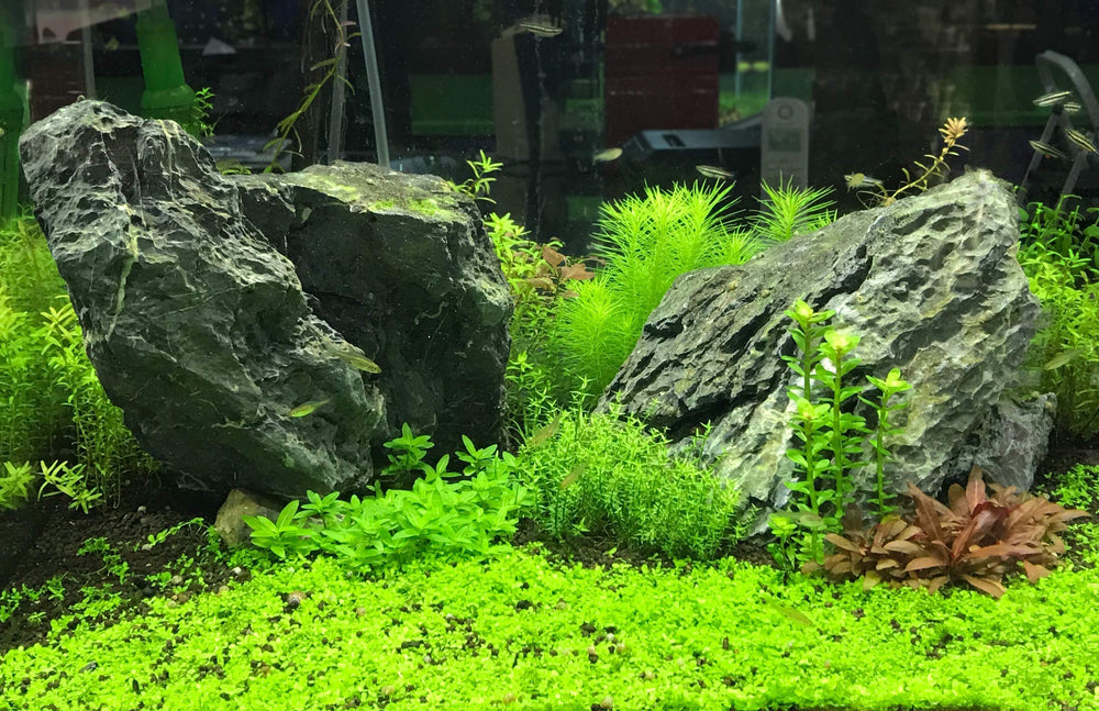 Seachem Acid Buffer listo para usar en acuarios para mantener el pH estable