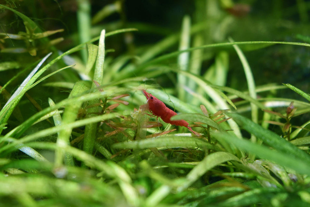 Seachem Flourish acuario con plantas sanas gracias al suplemento