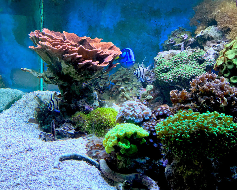 Seachem Matrix Carbon Tidal, bajo contenido de cenizas y mínimo impacto en pH.