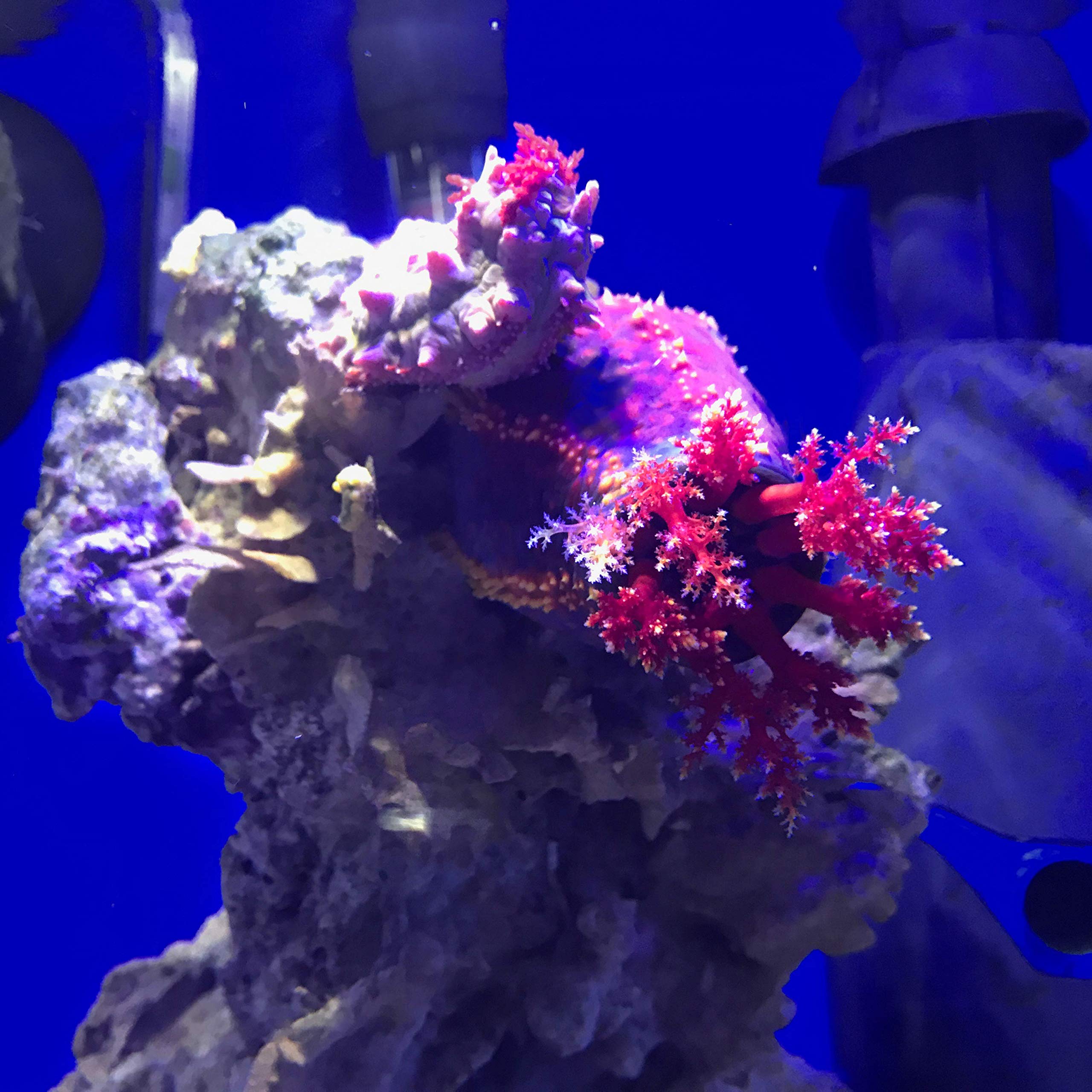 Seachem Prime, tanque-agua-dulce, adecuado para acuarios de agua dulce y peces.