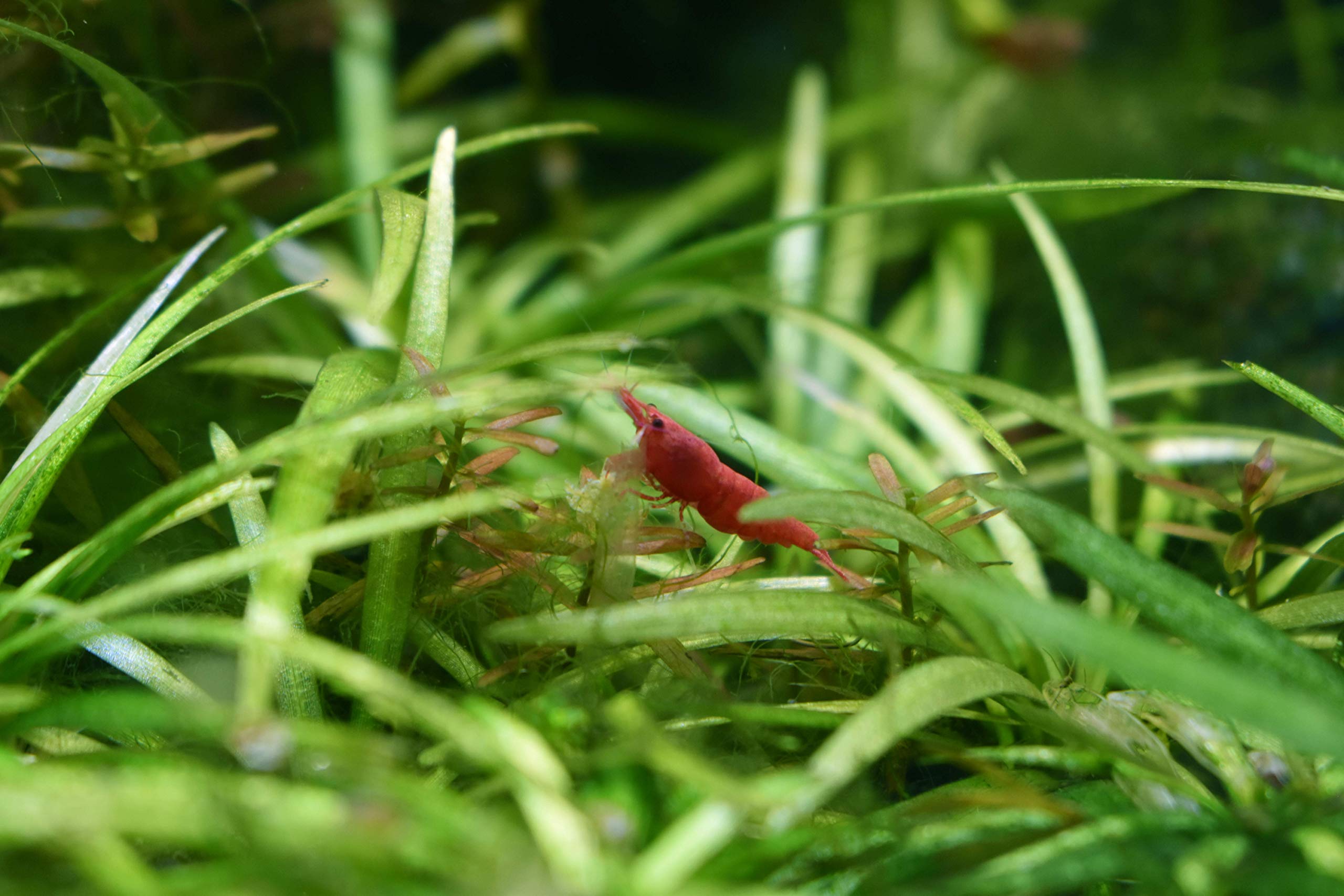 Purigen en uso en acuario mejora claridad del agua.