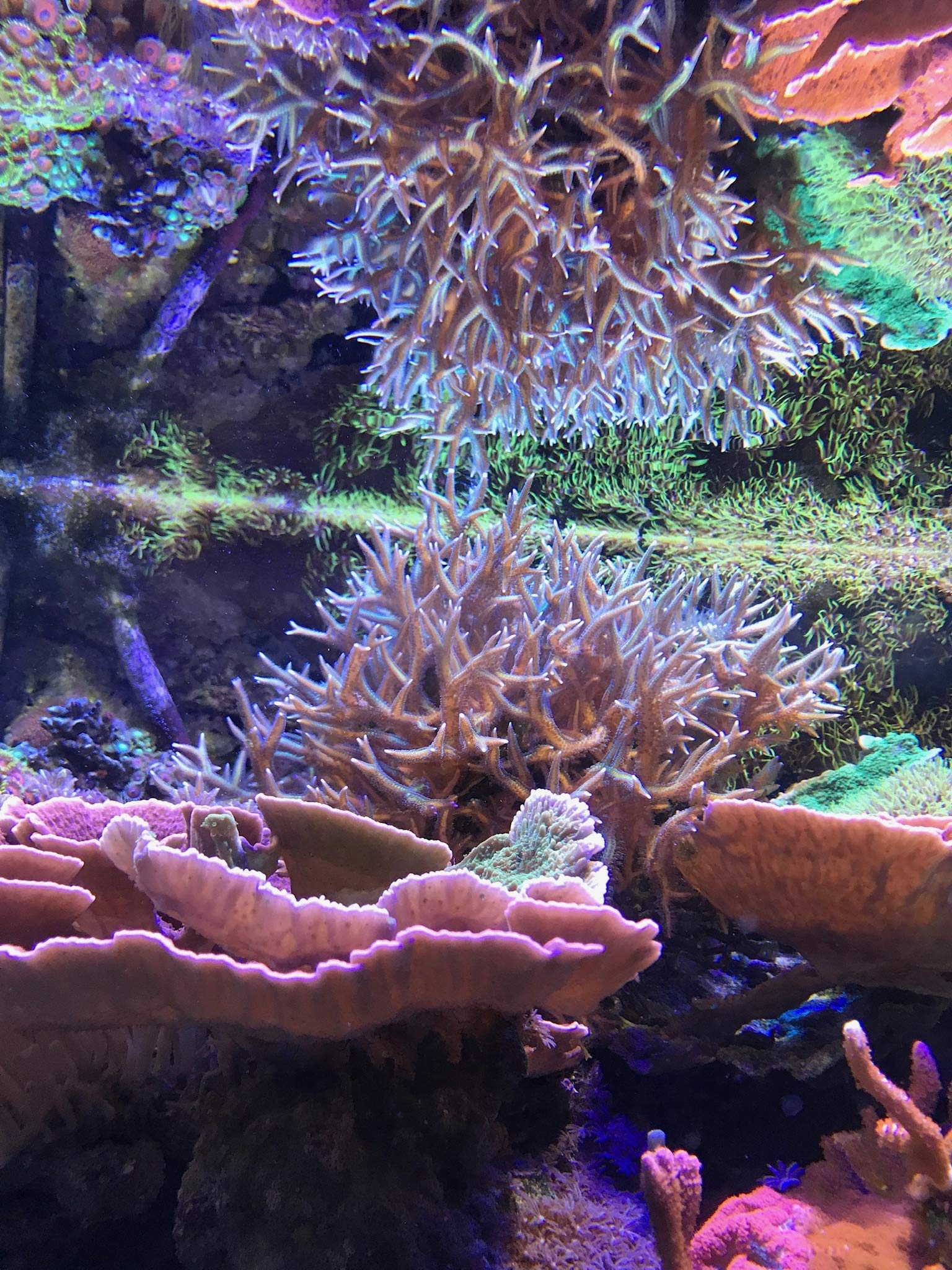 Reef Zooplankton, etiqueta cercana, destaca la calidad y fabricación en Estados Unidos.